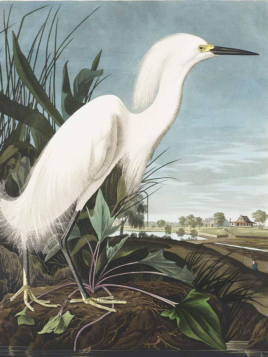 Snowy Heron Wall Mural-Wall Mural-Eazywallz