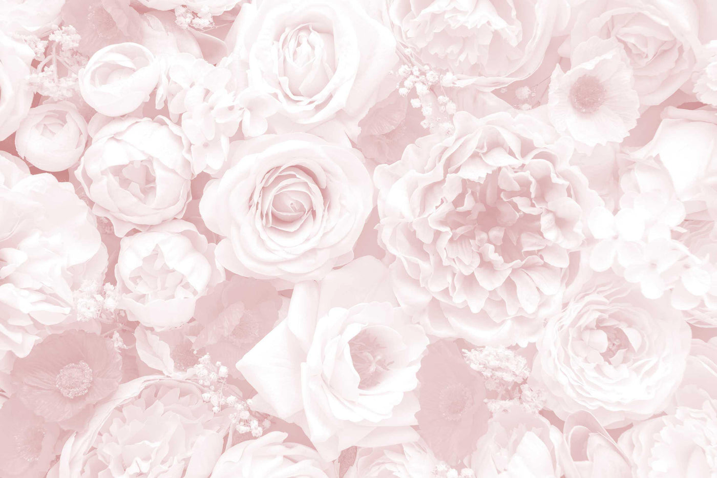 Soft Pink Rose Floral Wall Mural-Wall Mural-Eazywallz