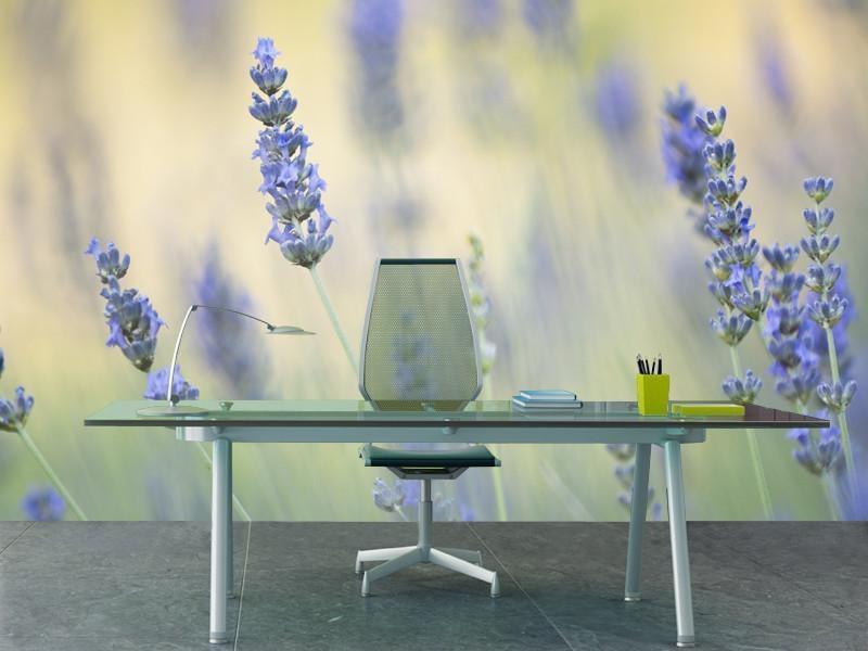 Soft lavender Wall Mural-Wall Mural-Eazywallz