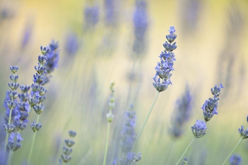 lavender wall plant Soft lavender Wall Mural