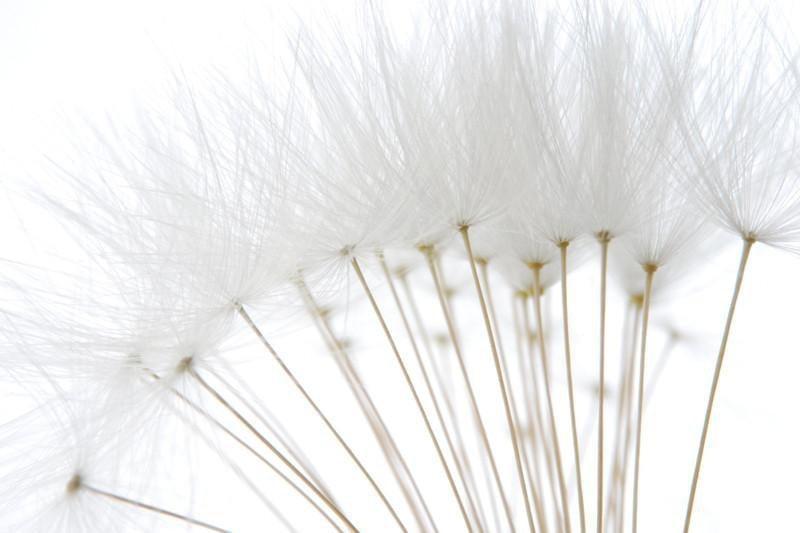 Soft white dandelion seeds Wall Mural-Wall Mural-Eazywallz