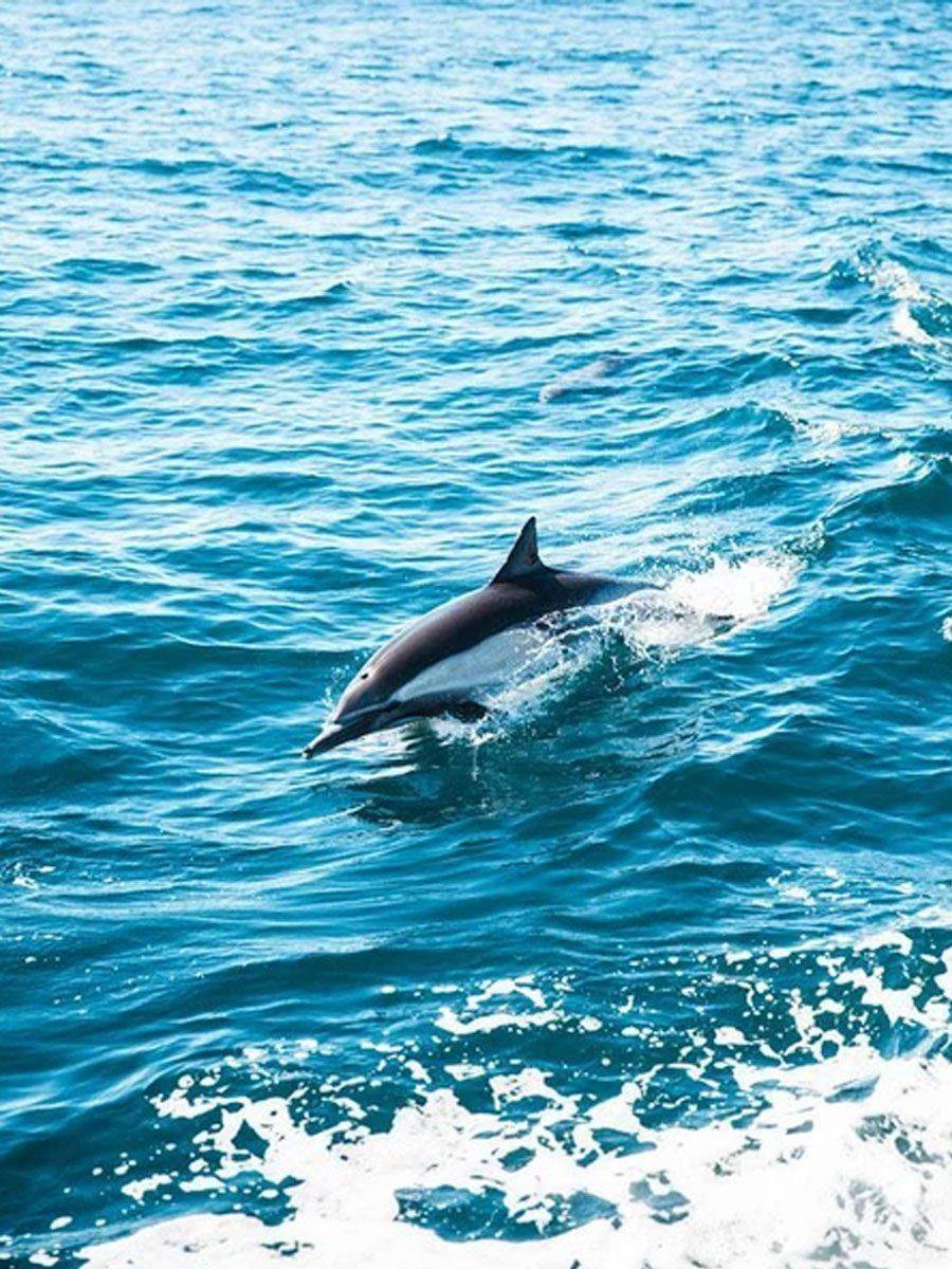 Solo Dolphin Wall Mural-Wall Mural-Eazywallz