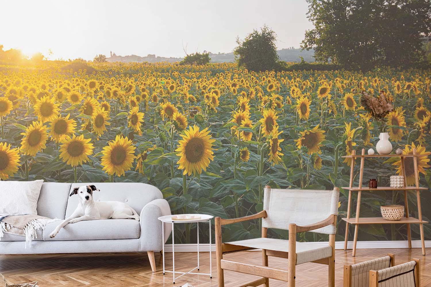 Sunny Sunflowers Wall Mural-Wall Mural-Eazywallz