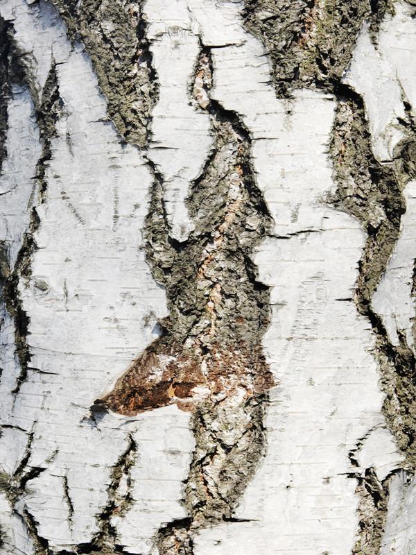 Texture of birch bark Wall Mural