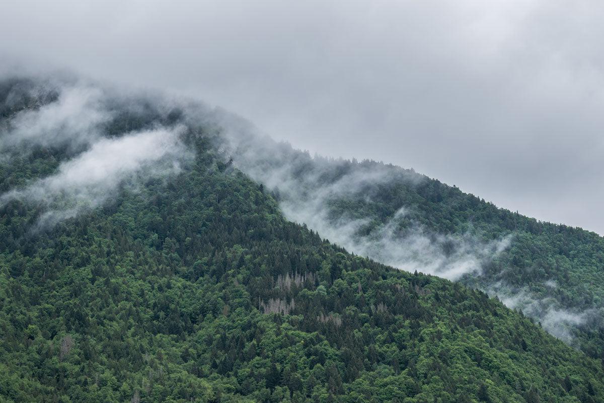 Vailly Misty Forest Mountain Wall Mural-Wall Mural-Eazywallz