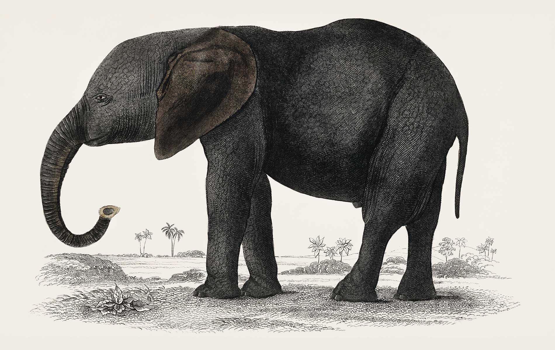 Vintage Animated Elephant Wall Mural-Wall Mural-Eazywallz