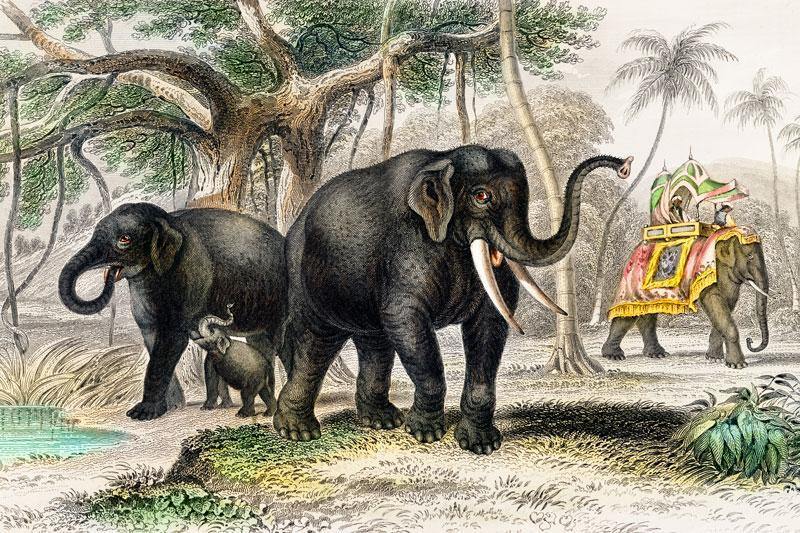 Vintage Animated Nature Wall Mural-Wall Mural-Eazywallz