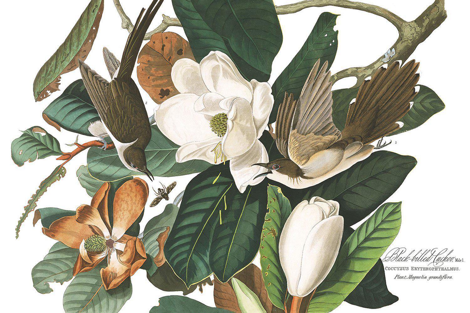 Vintage Black Billed Bird Wall Mural-Wall Mural-Eazywallz