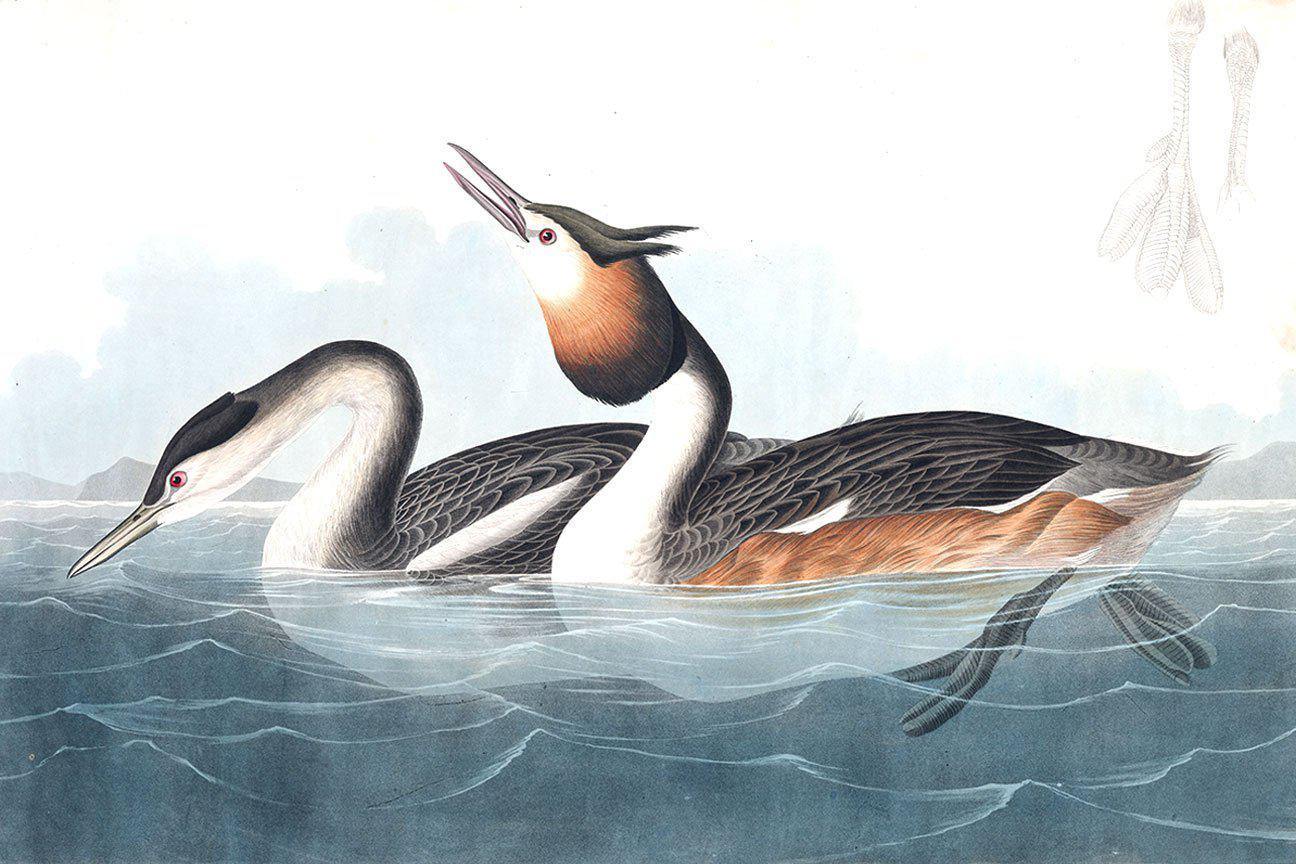 Vintage Crested Ducks Wallpaper Mural-Wall Mural-Eazywallz