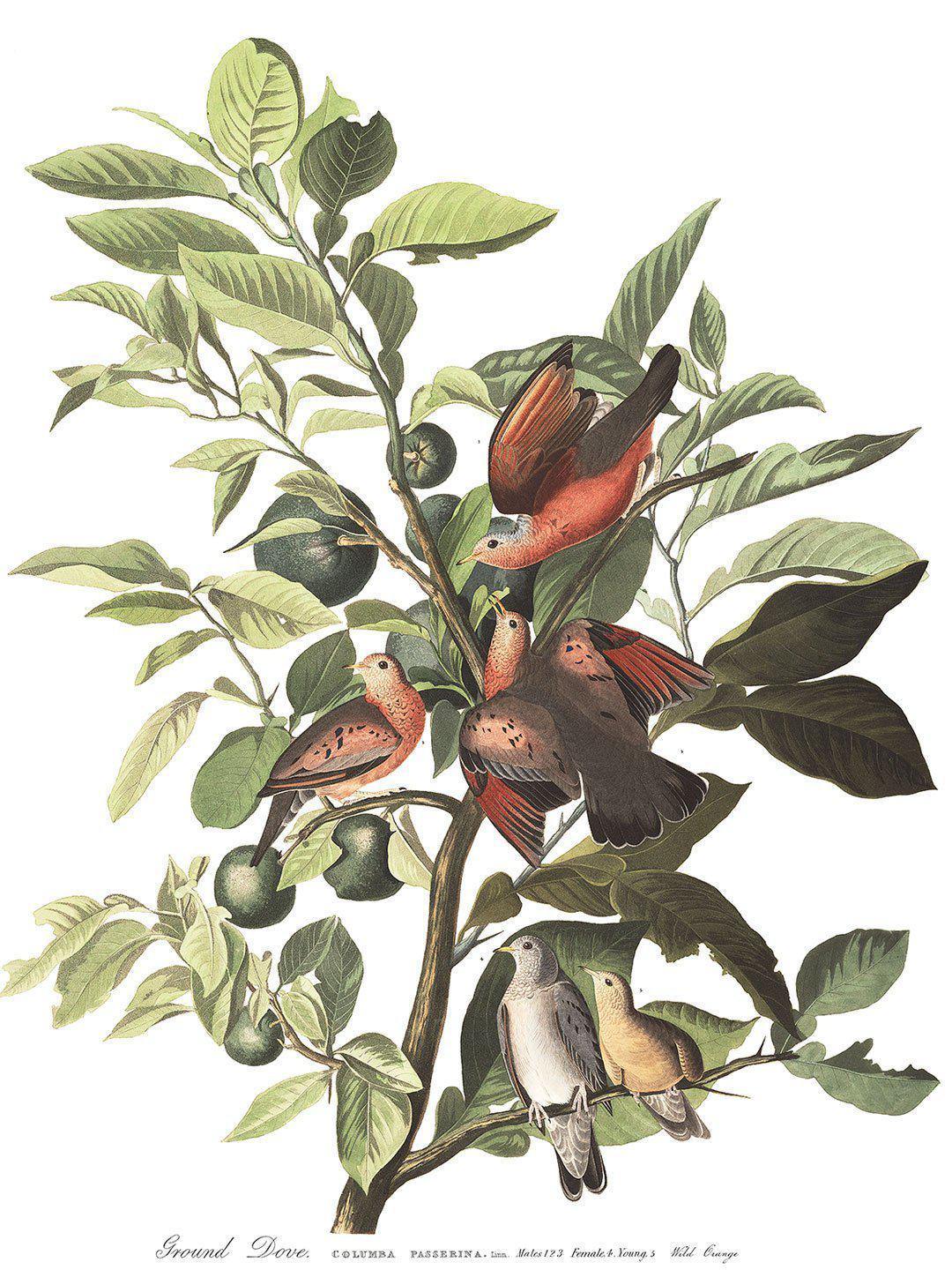 Vintage Doves Wallpaper Mural-Wall Mural-Eazywallz