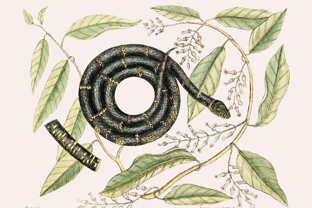 Vintage King Snake Wall Mural-Wall Mural-Eazywallz