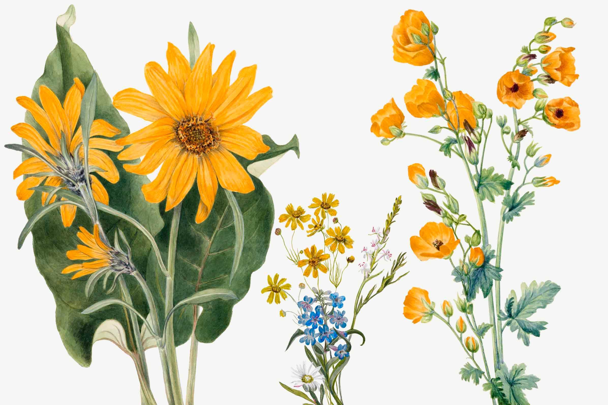 Vintage Sunflower Wallpaper Mural-Wall Mural-Eazywallz