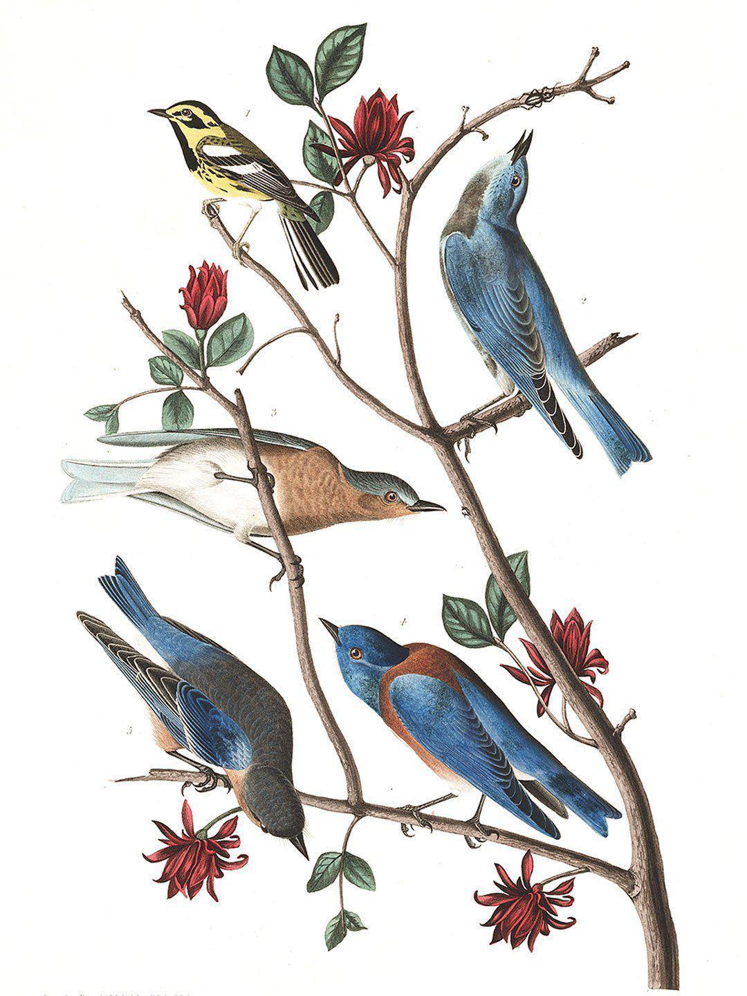 Vintage Warbler Bird Wall Mural-Wall Mural-Eazywallz