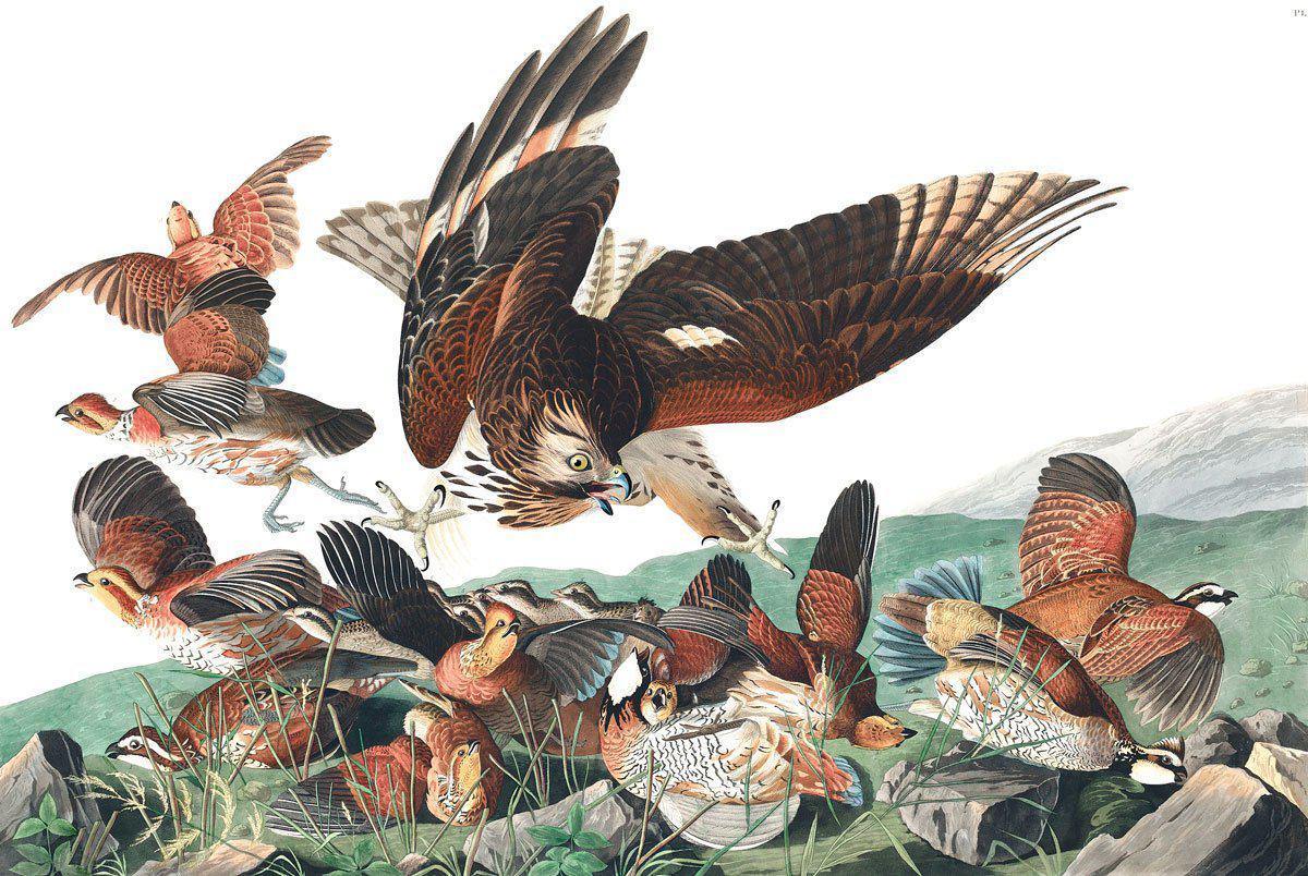 Virginian Partridge Wallpaper Mural-Wall Mural-Eazywallz