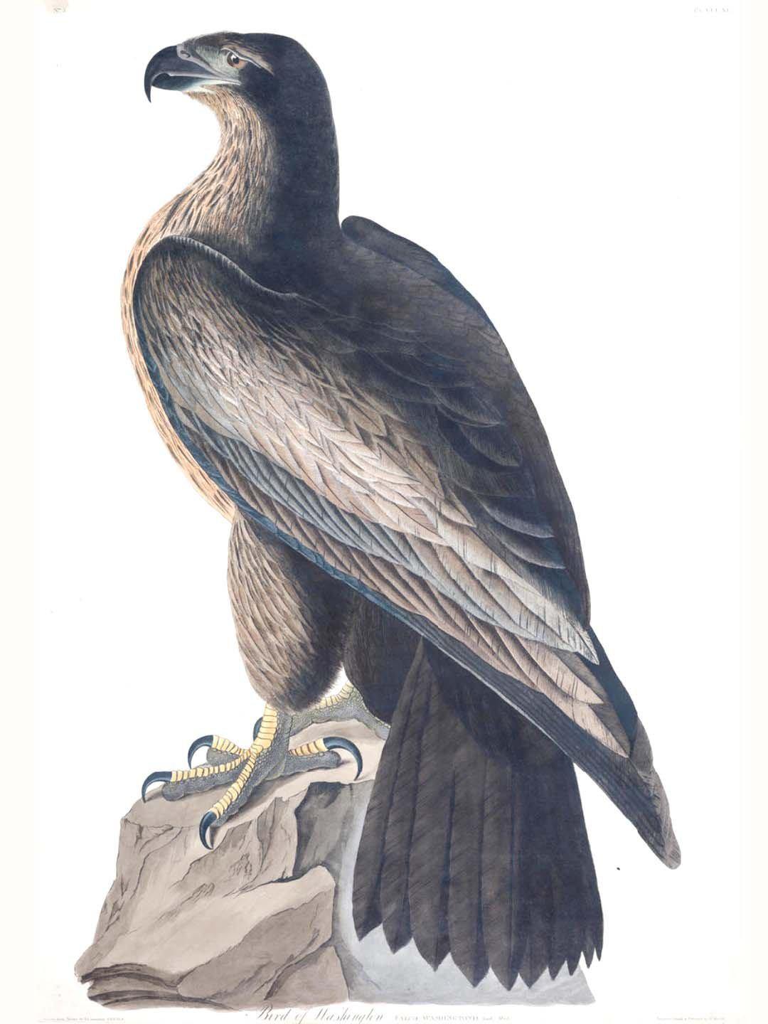 Washington Eagle Wall Mural-Wall Mural-Eazywallz