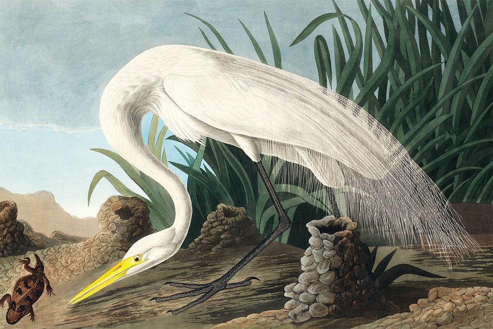 White Herron Wall Mural-Wall Mural-Eazywallz