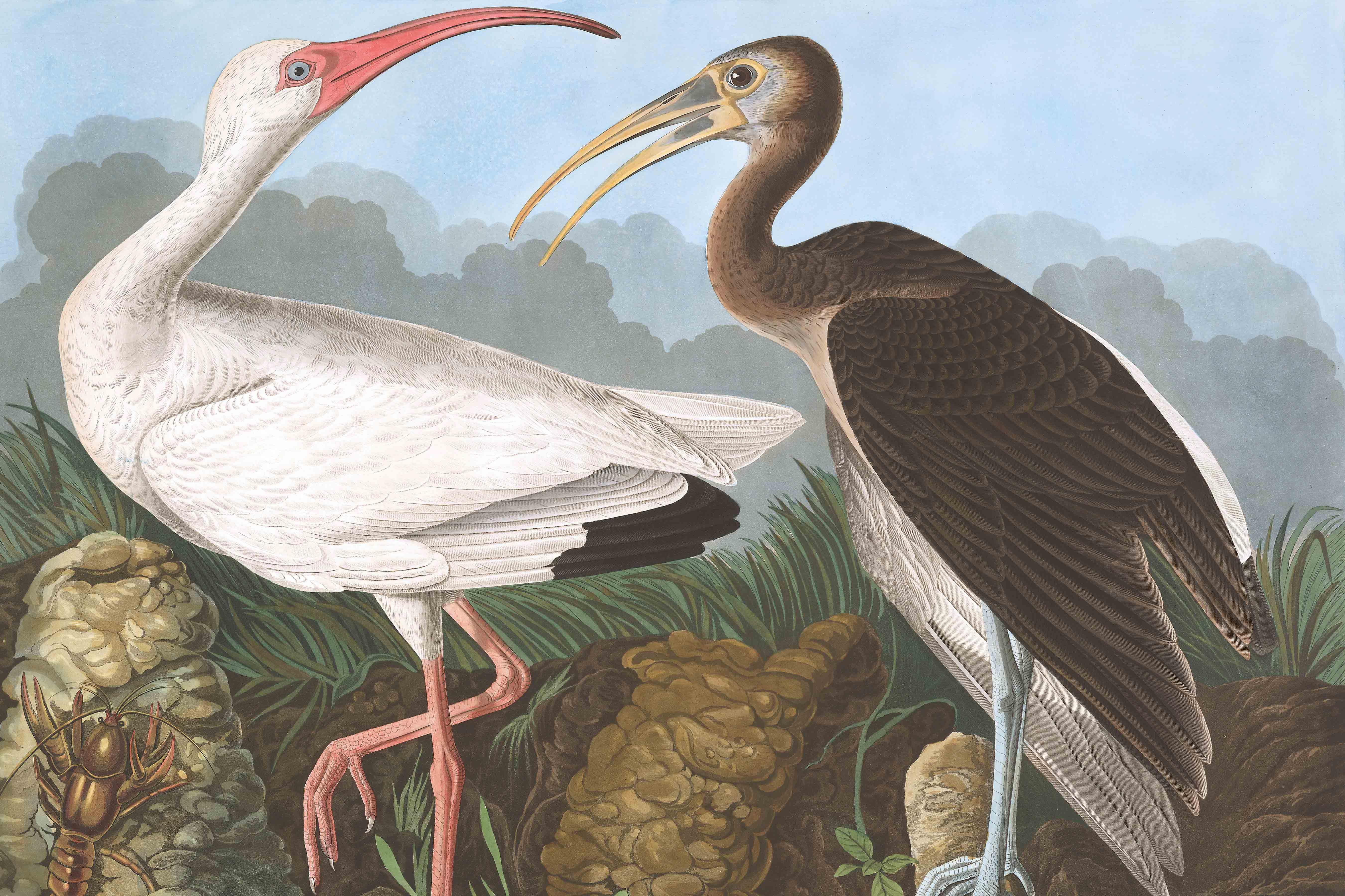 White Ibis Wallpaper Mural-Wall Mural-Eazywallz