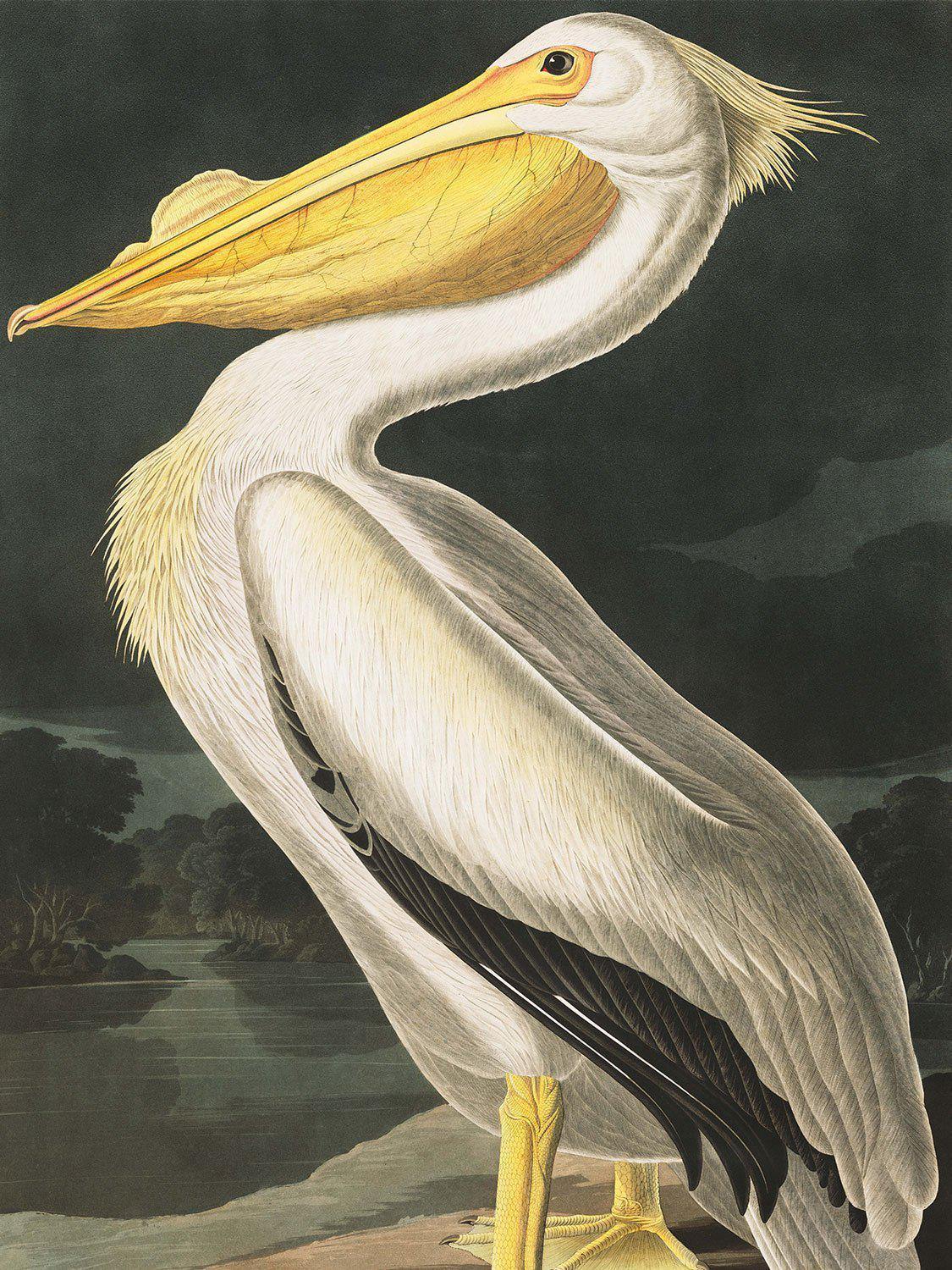 White Pelican Wall Mural-Wall Mural-Eazywallz