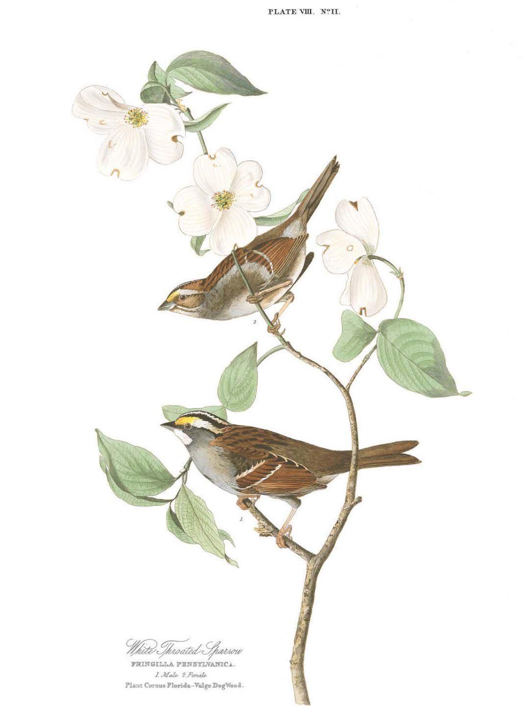 White Throat Sparrow Wall Mural-Wall Mural-Eazywallz