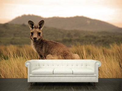 Wild kangaroo in outback Wall Mural-Wall Mural-Eazywallz