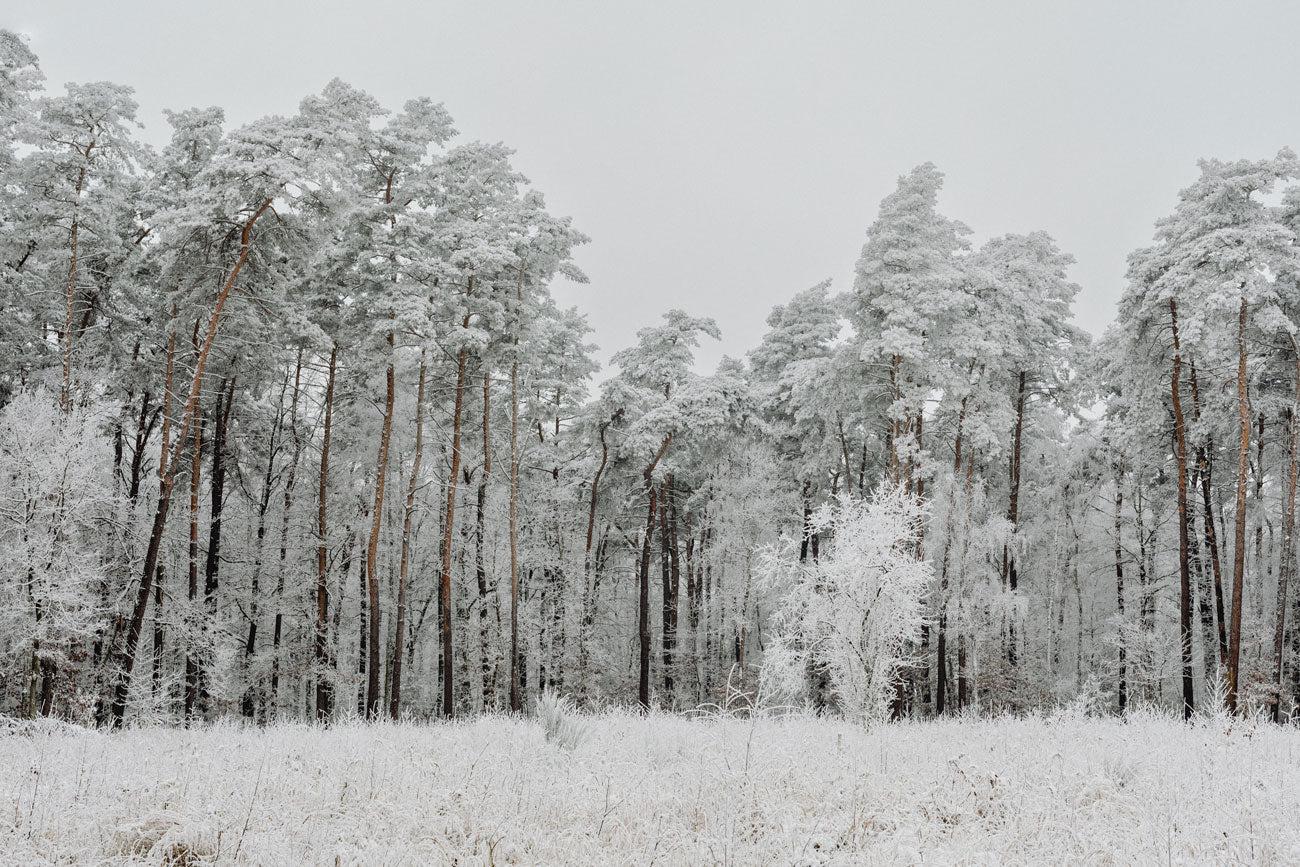 Winter Forest Wonderland Wall Mural-Wall Mural-Eazywallz