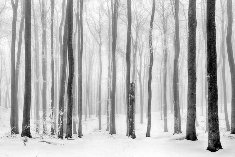 Winter Mist Forest Wall Mural-Wall Mural-Eazywallz