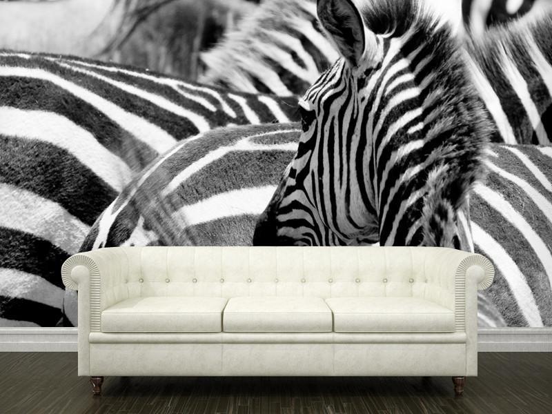 Zebras in Masai Mara Wall Mural-Wall Mural-Eazywallz