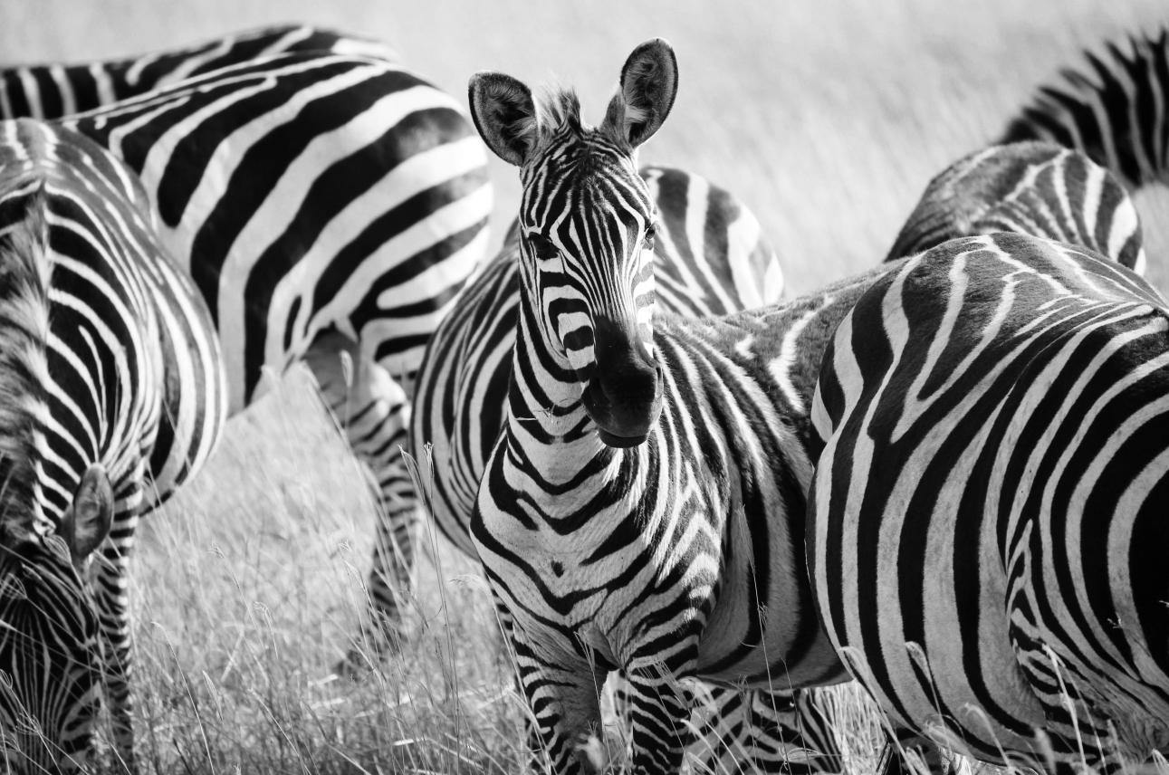 Zebras in Tanzania Wall Mural-Wall Mural-Eazywallz