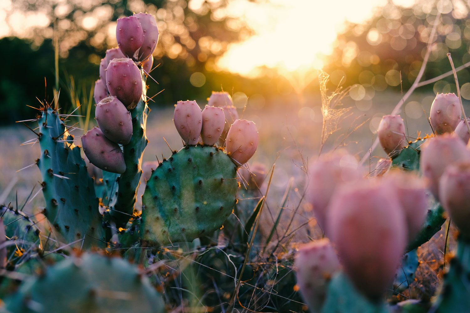 Blooming Cactus Wall Mural - Landscape Wallpaper