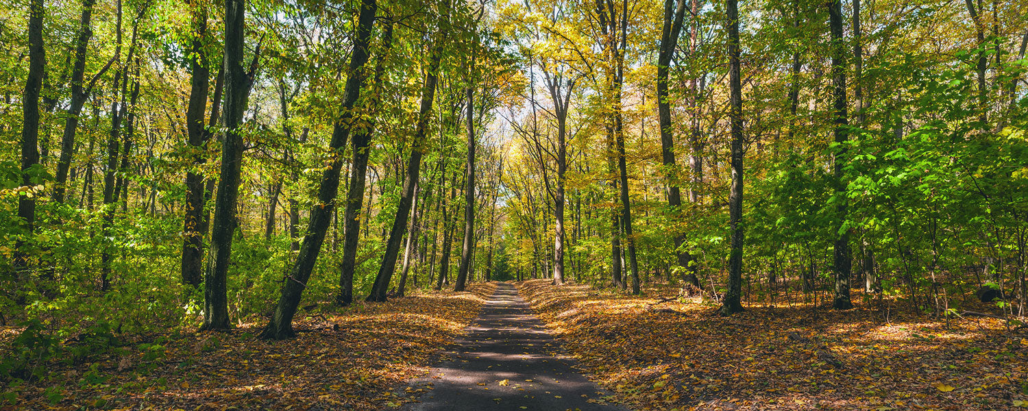 Panoramic Forest Path Wall Mural