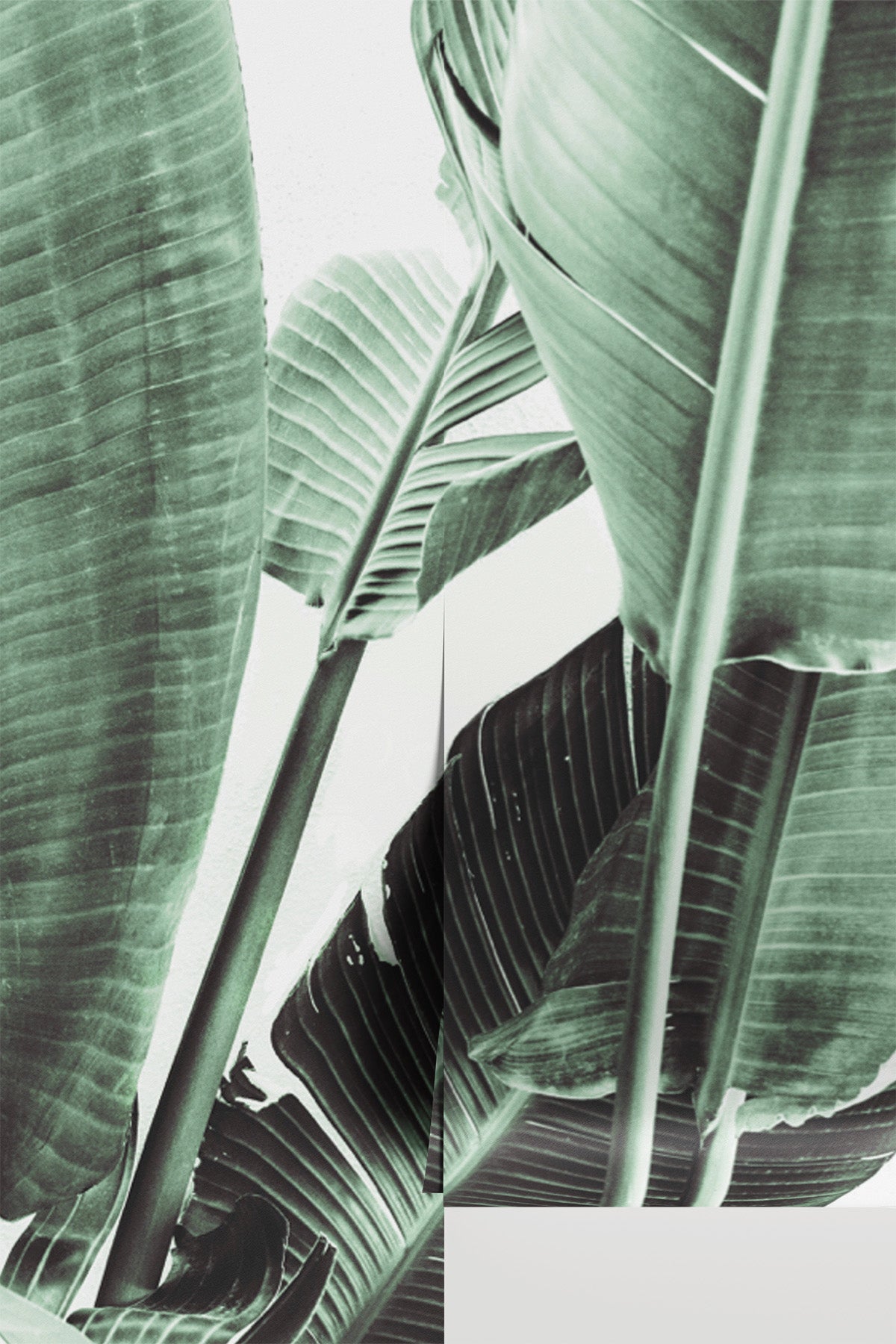 Tropical Banana Leaves Wall Mural