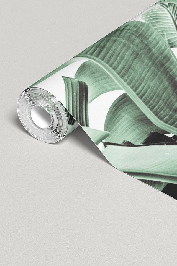 Tropical Banana Leaves Wall Mural