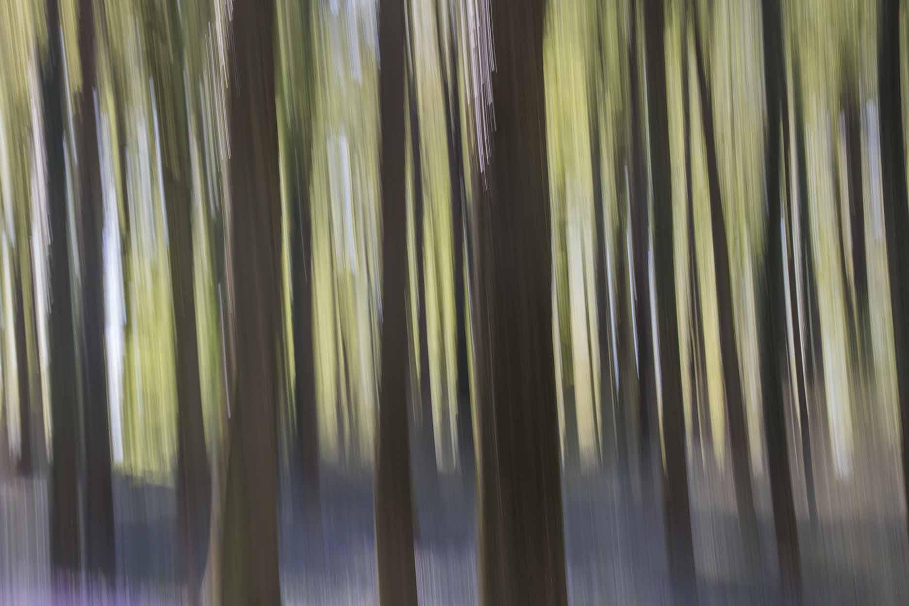 Abstract Motion Forest Wallpaper Mural - full design view - Eazywallz
