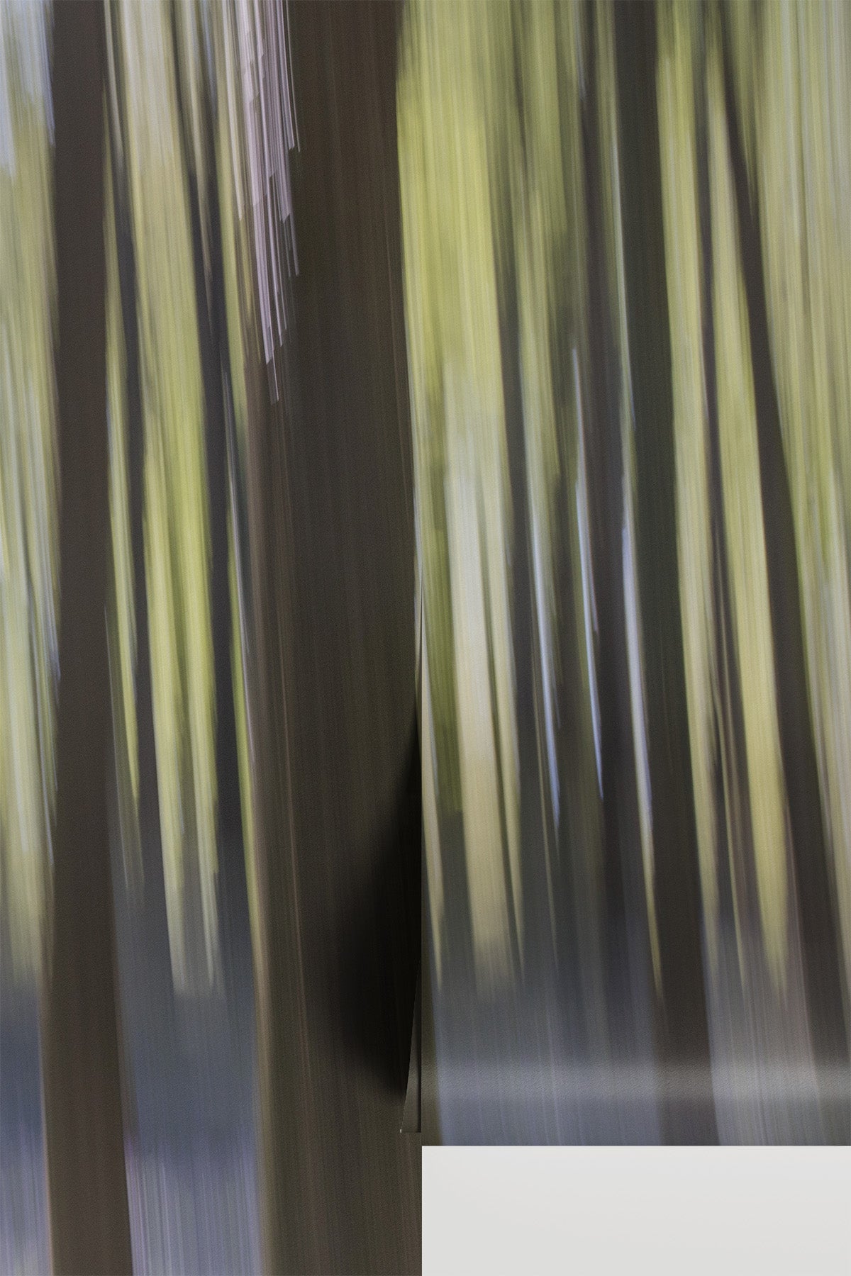 Abstract Motion Forest Wallpaper Mural - two panel view - Eazywallz