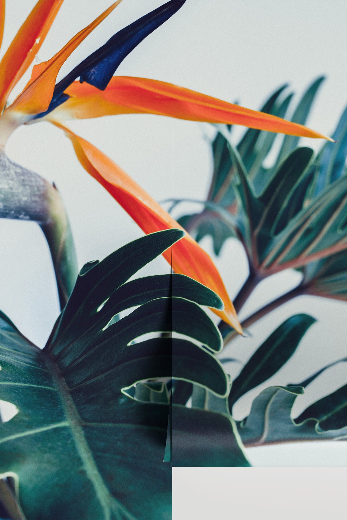 Exotic Tropical Flower Wall Mural