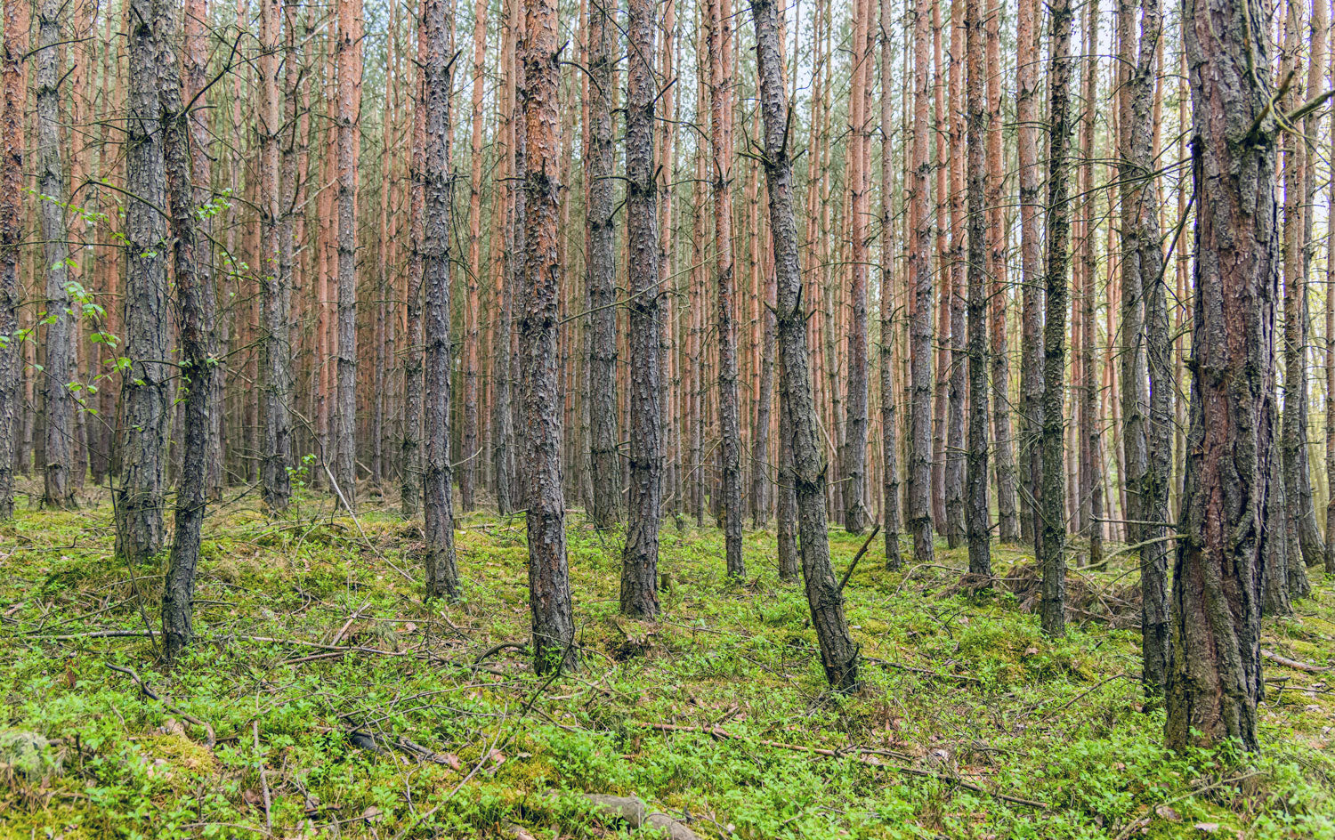 Trunk Haven Forest Wall Mural