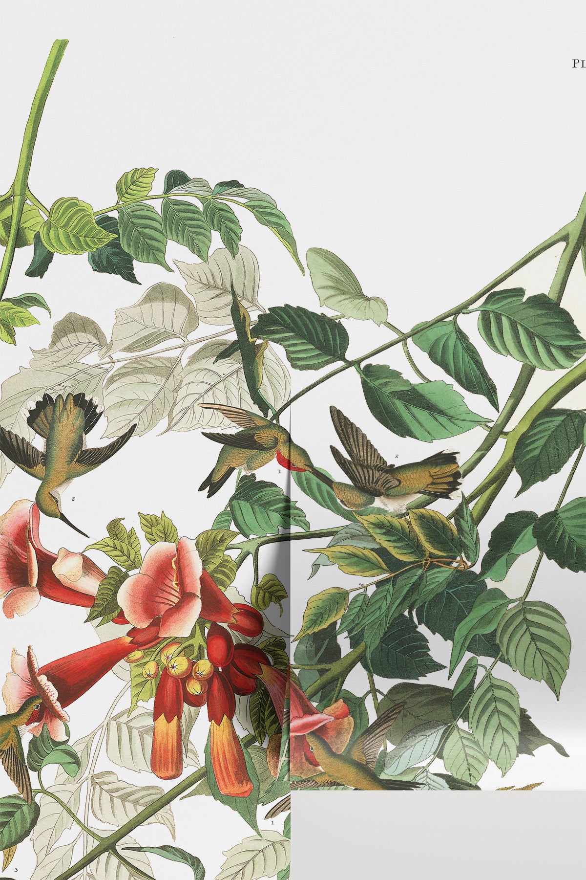 Vintage Hummingbird Wallpaper Mural