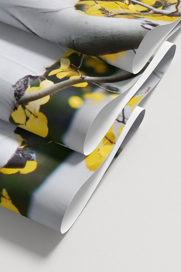 Aspen Trees wall Mural Wall Mural