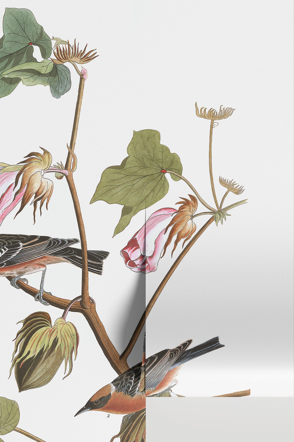 Bay Breasted Warbler Bird Wall Mural
