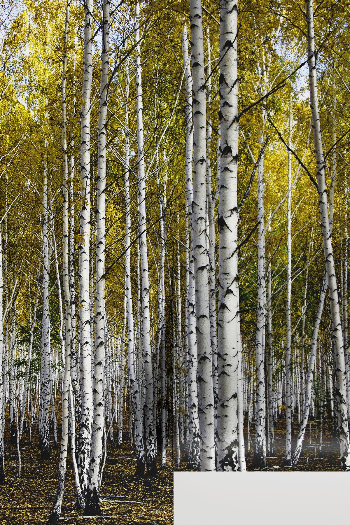 Birch Forest Gold