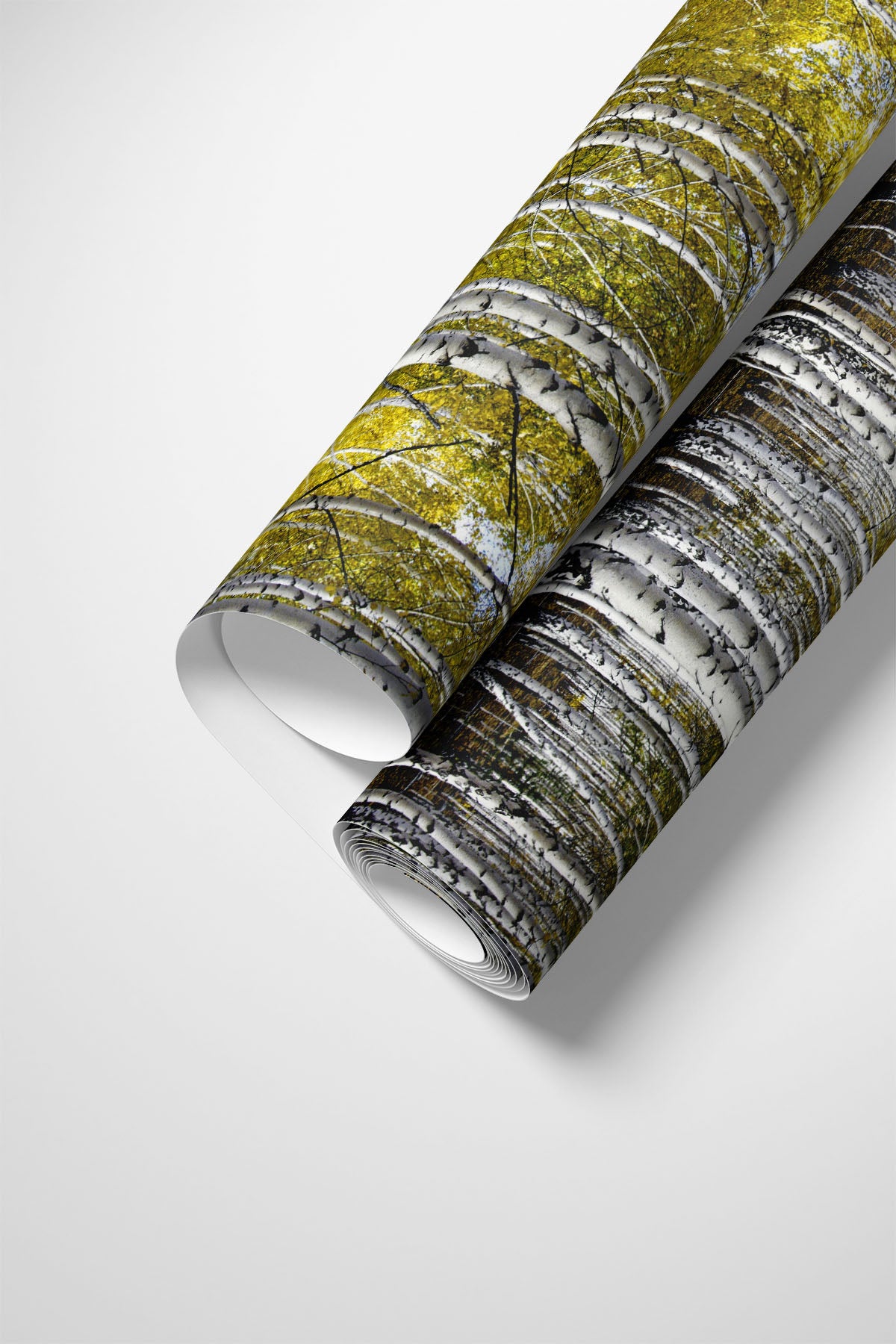 Birch Forest Gold