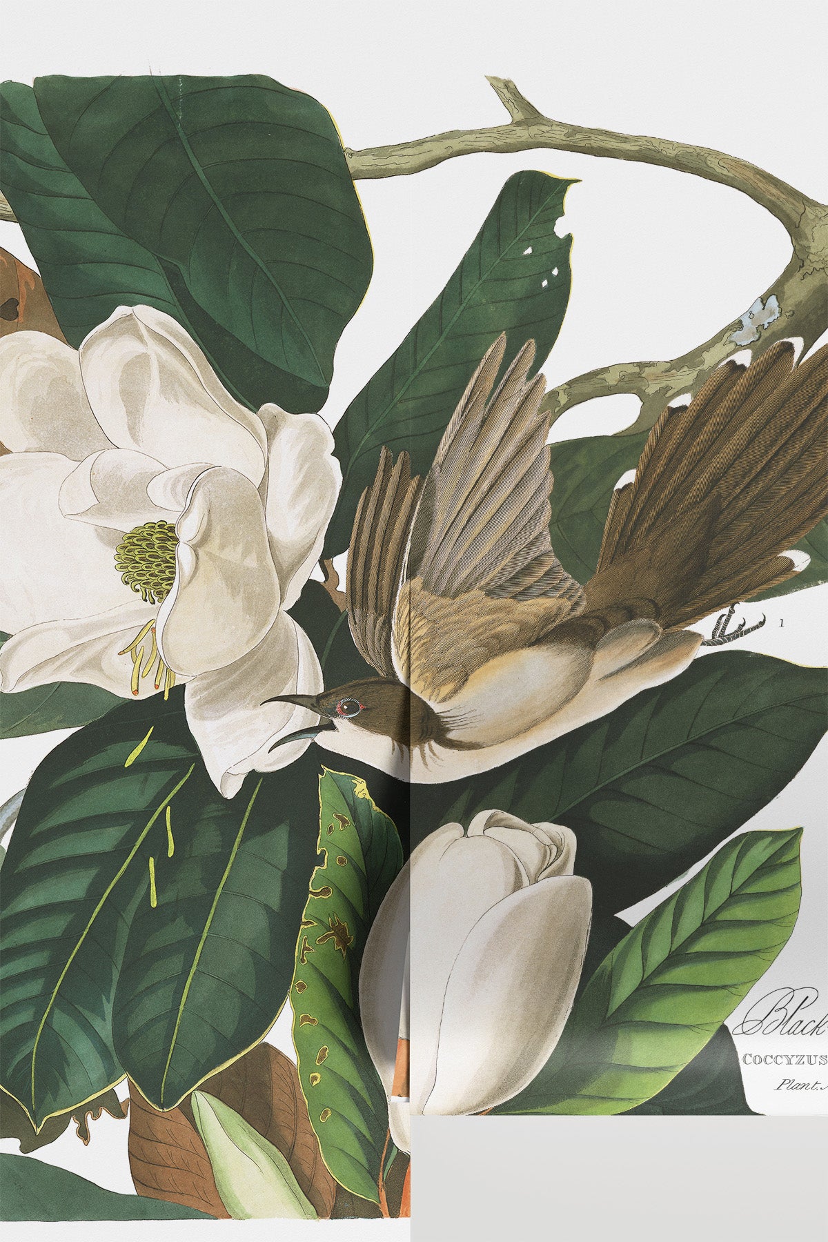 Vintage Black Billed Bird Wall Mural