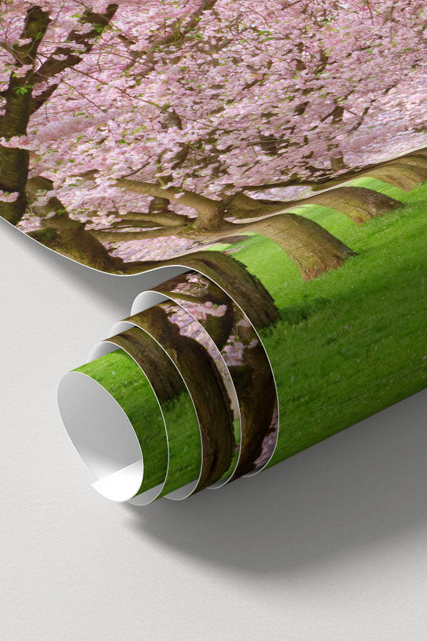 Rows of Beautifully Blossoming Cherry Trees Wall Mural