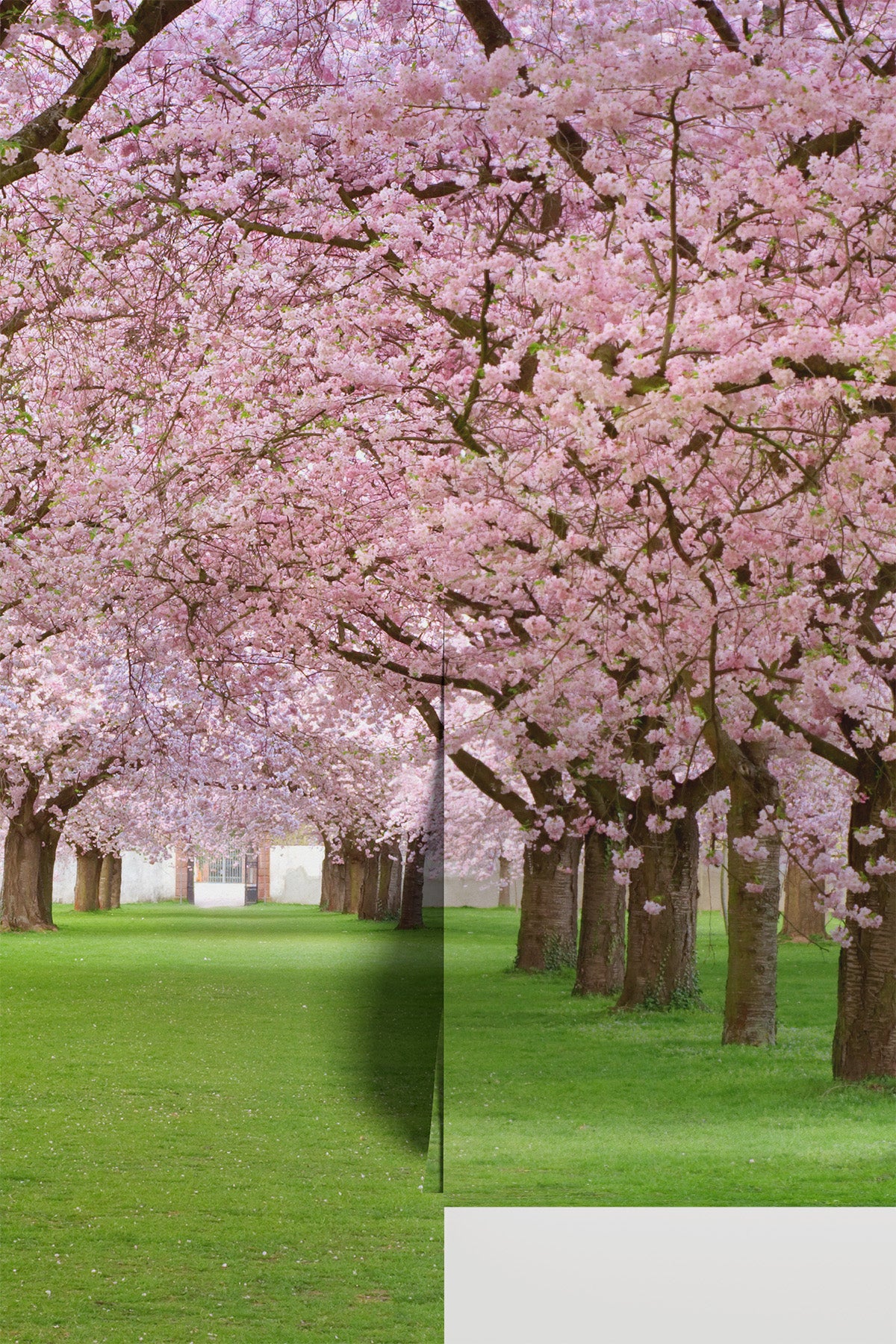 Rows of Beautifully Blossoming Cherry Trees Wall Mural