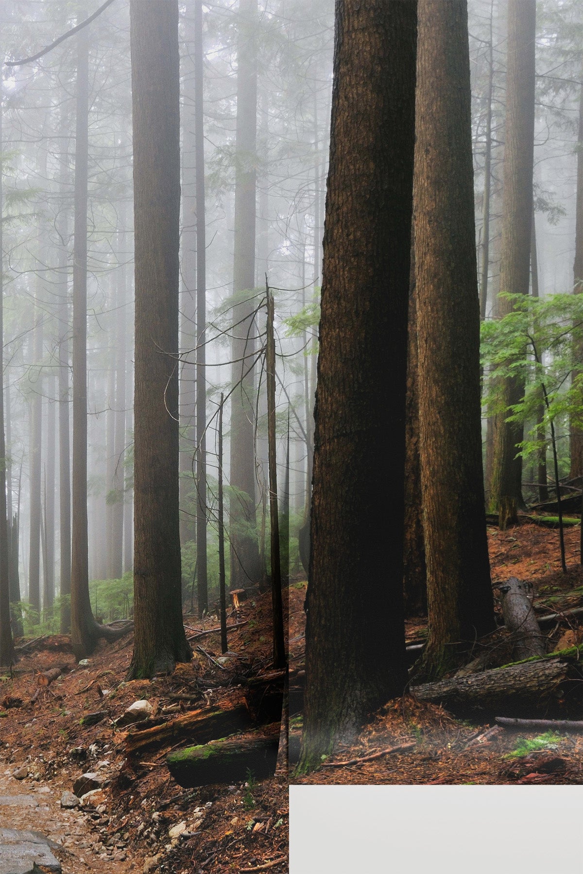 Foggy Forest & Hiking Trail Wall Mural