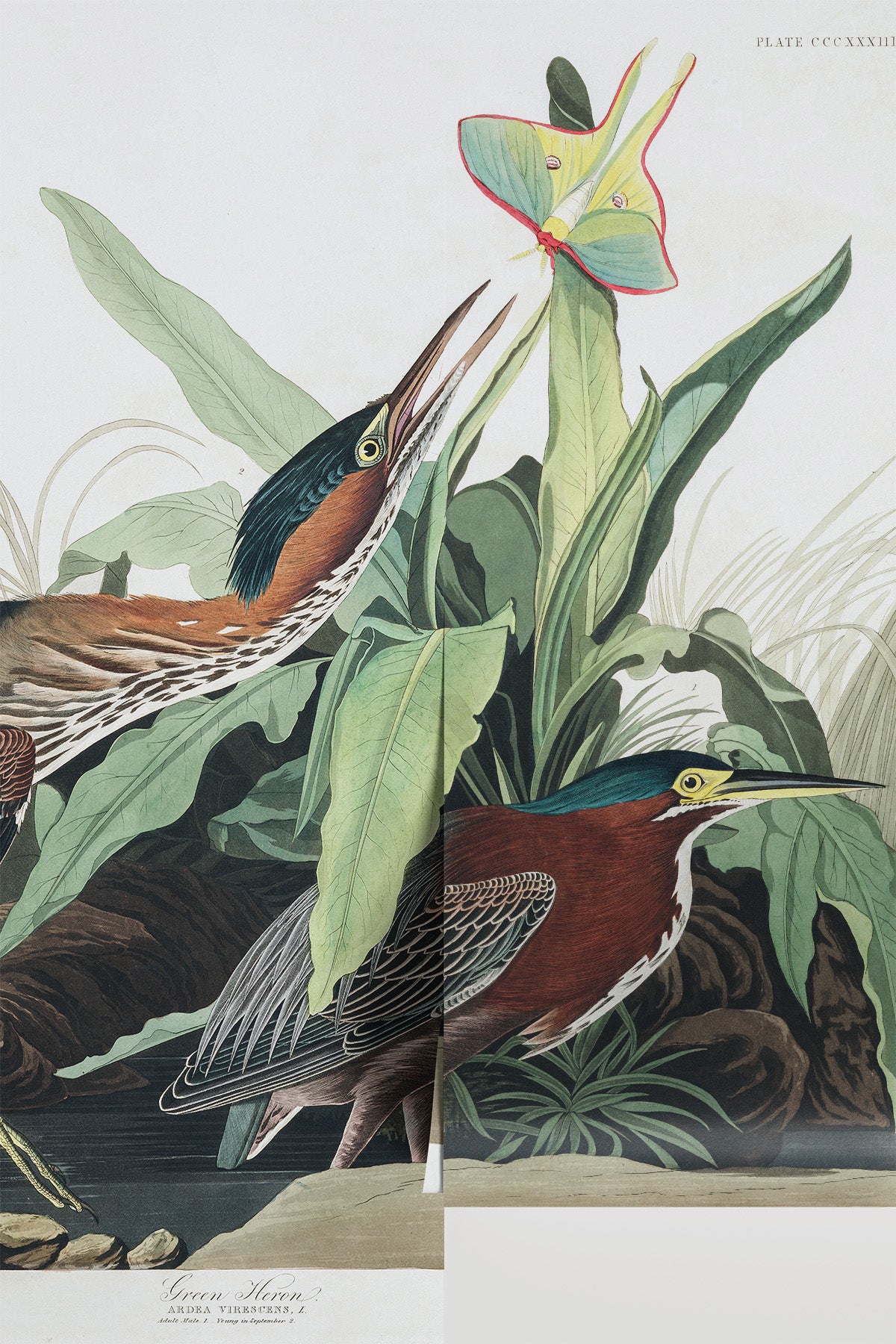 Green Heron Wall Mural