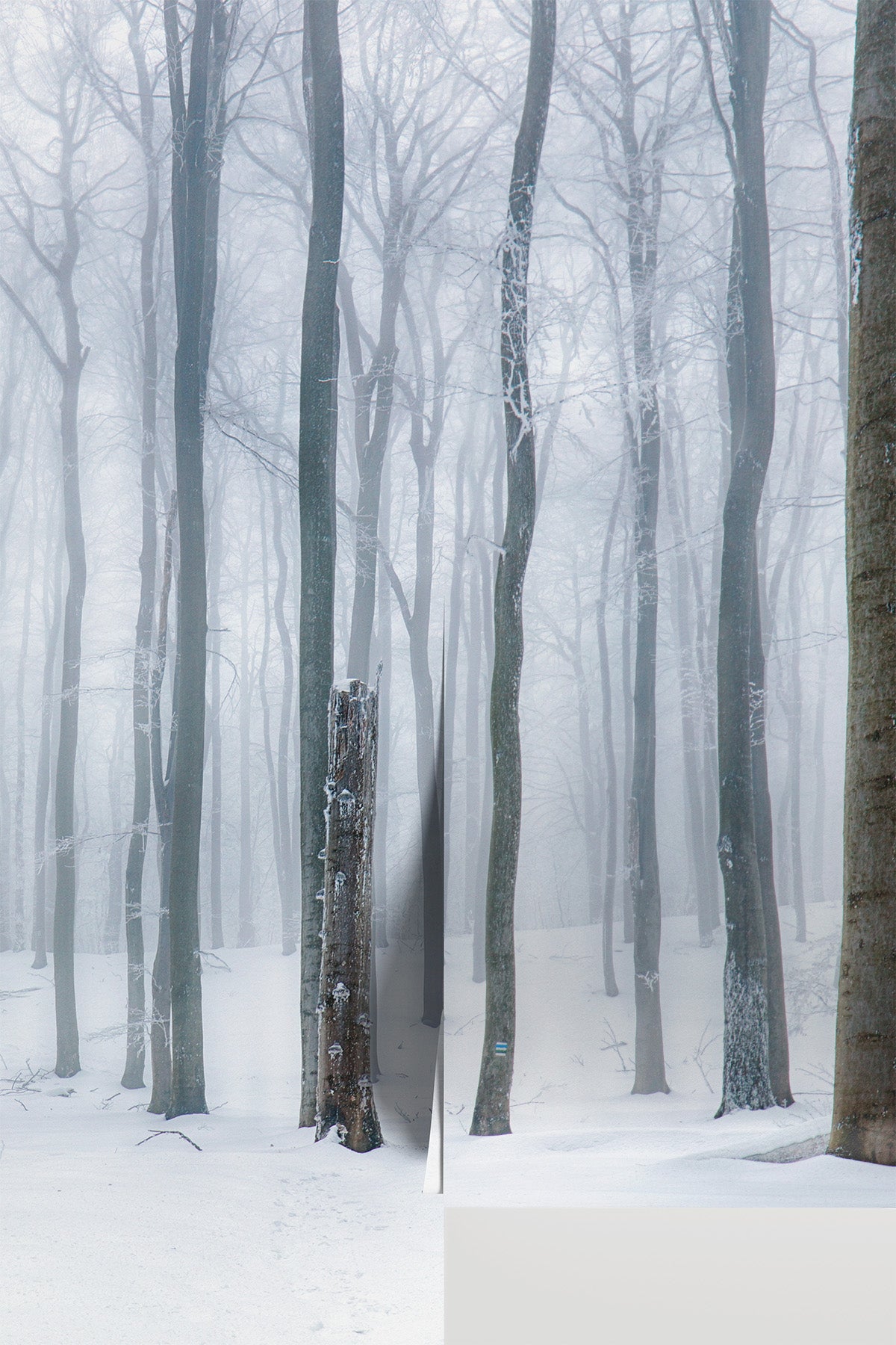 Forest Winter Mist