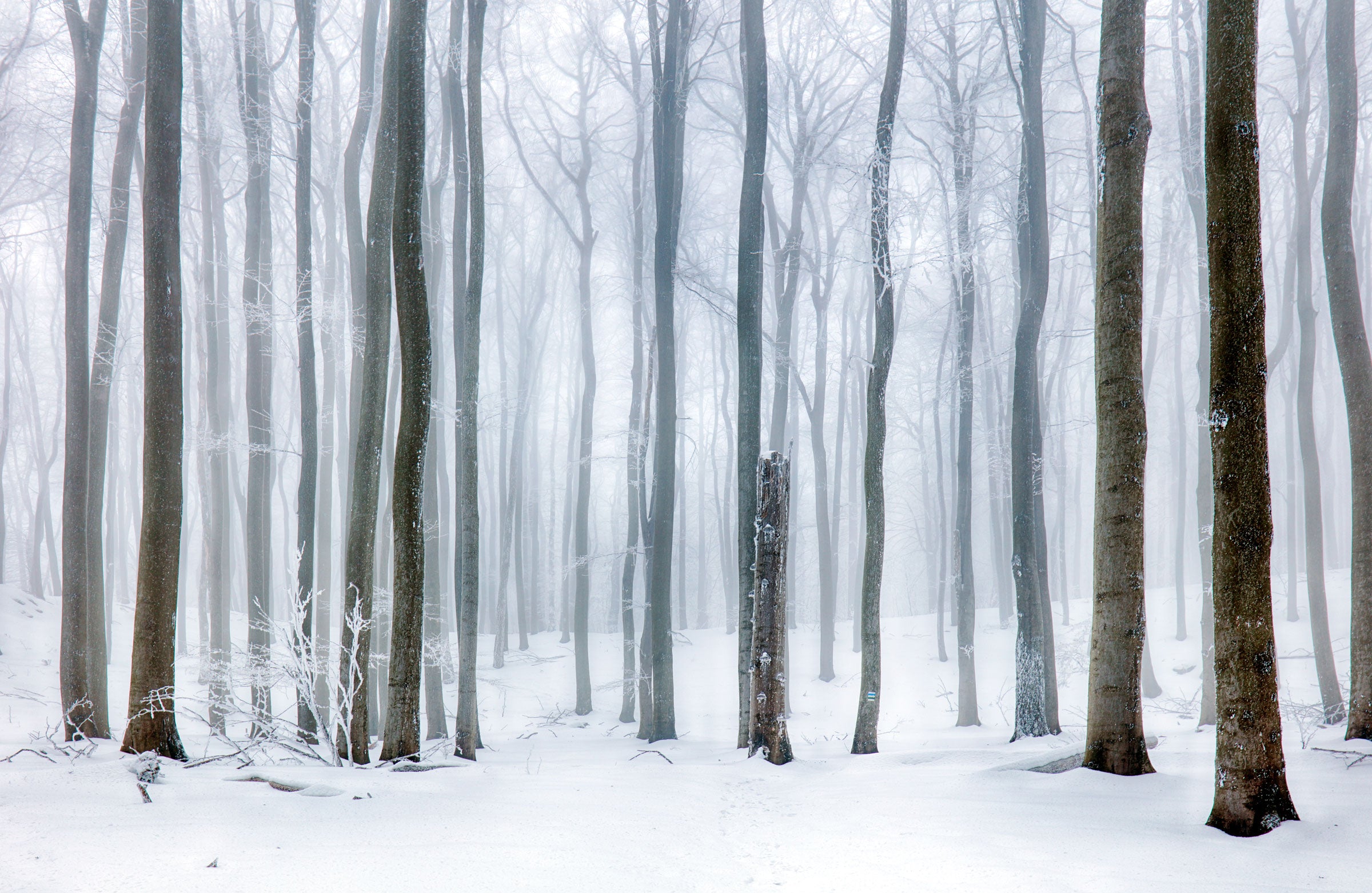 Forest Winter Mist