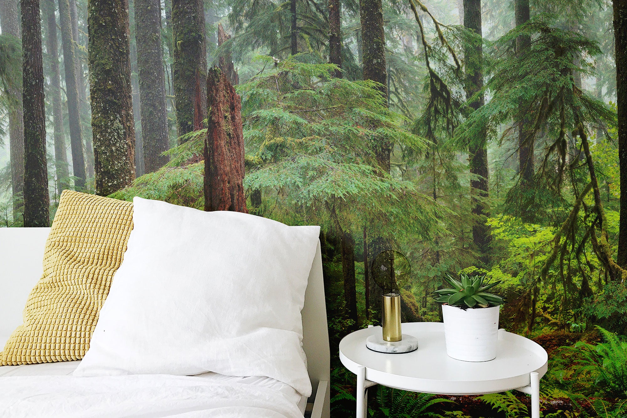 Hoh Panoramic Rain Forest