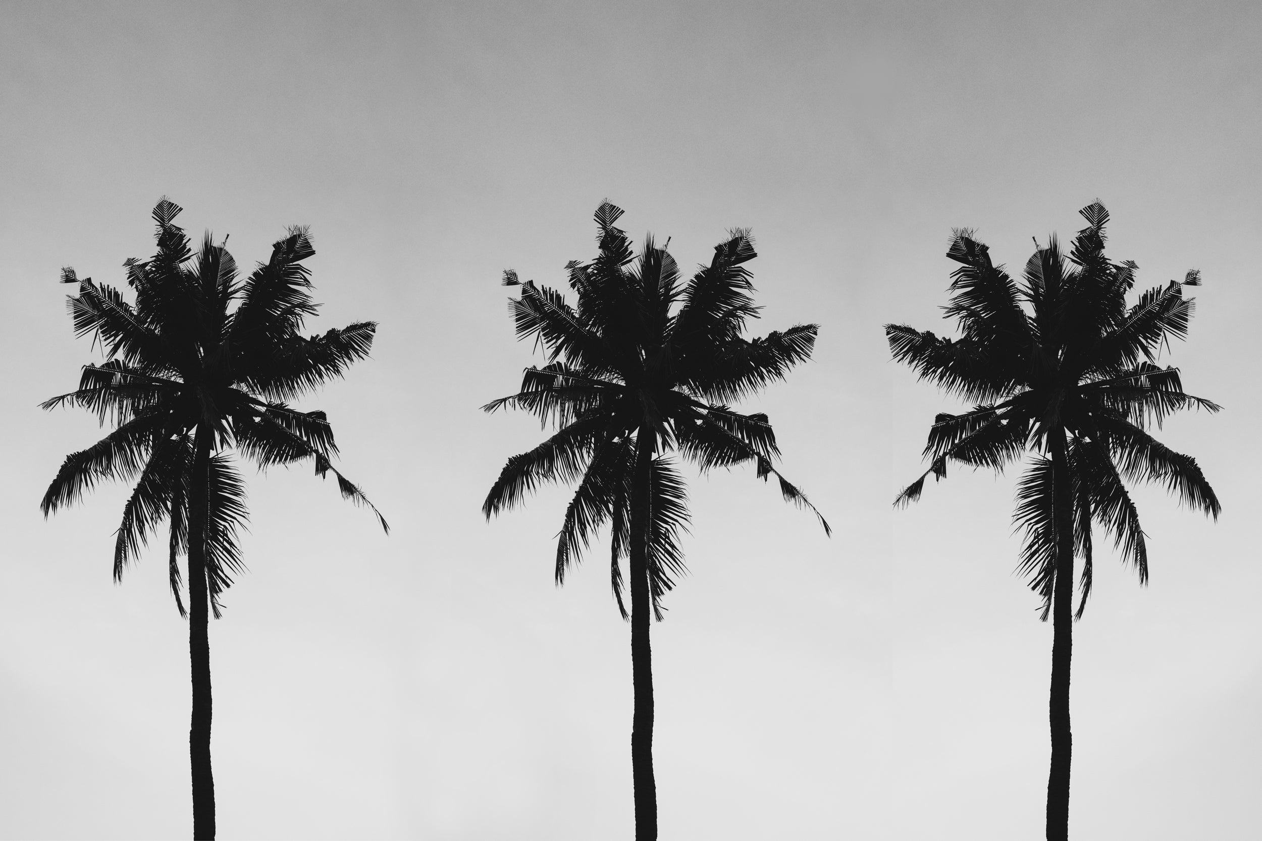 Palm Silhouette